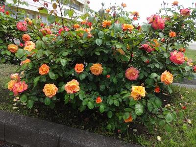 アンネのバラ