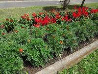 サルビアとマリーゴールド