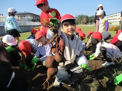 さつまいもあったよ